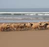 00000100axlf.jpg