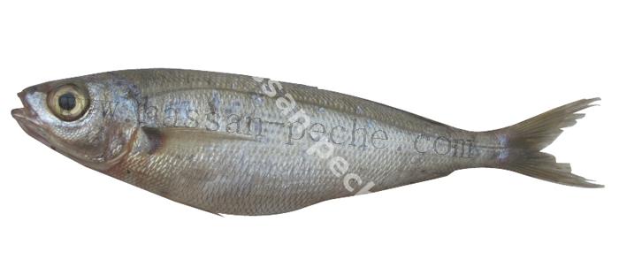 176 copie.jpg