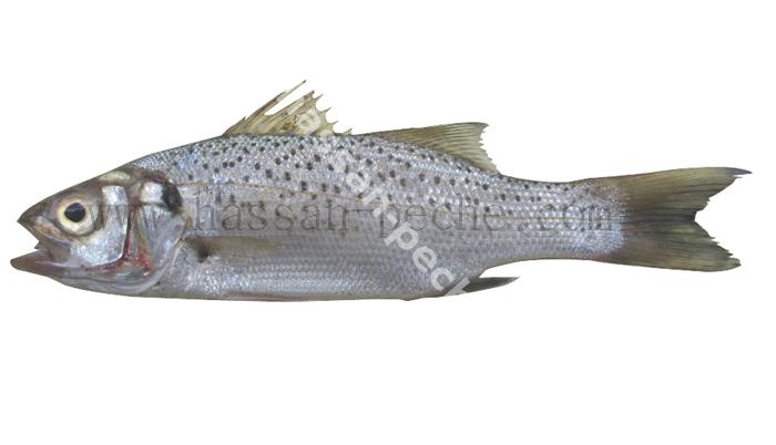 363 copie.jpg