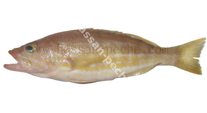 375 copie.jpg