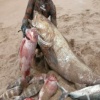 Un joli tableau de chasse .bravo