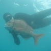 Chasse Sous Marine Au Maroc