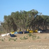 Ramasseur d'algue 