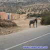 zaoul