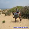 zaoul