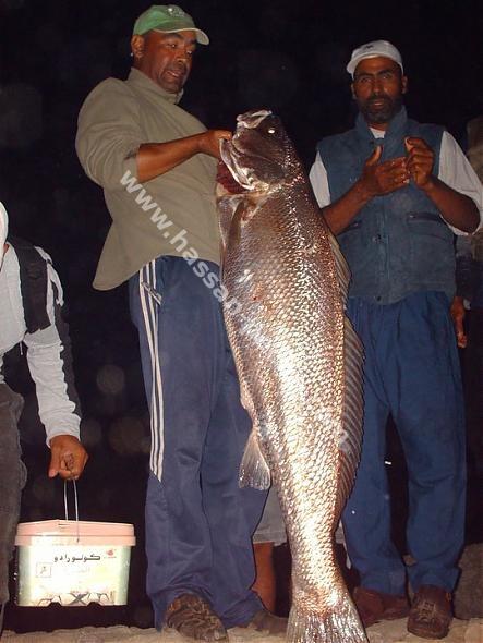 011aaaaafrh8597.jpg 011aaaaafrh8597.jpg