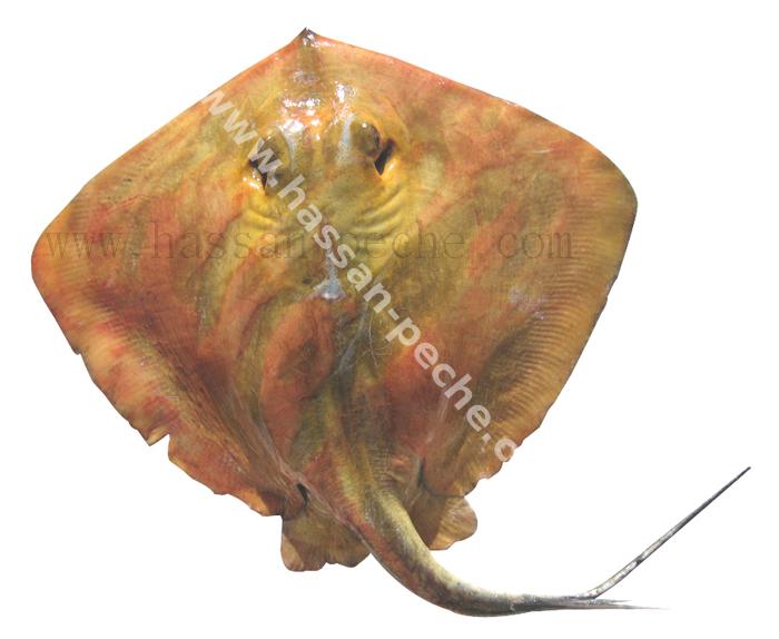 155 copie.jpg